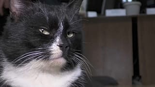 Кот Кайт
