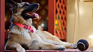 "Kelli", ein Schäferhund ruht sich nach einem Ballspiel aus, 12.01.2010