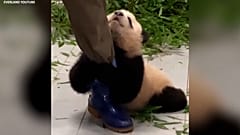 EVERLAND YOUTUBE