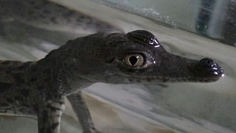 Baby crocodiles from endangered species born at zoo in Peru