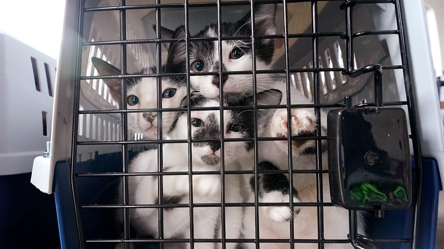 Katzen auf einem Tierrettungsflug in den USA (Oktober 2020)