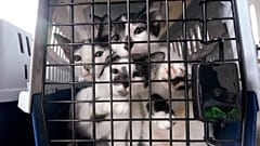 Katzen auf einem Tierrettungsflug in den USA (Oktober 2020)