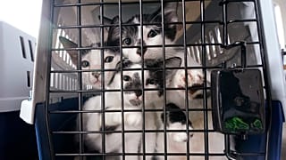 Katzen auf einem Tierrettungsflug in den USA (Oktober 2020)