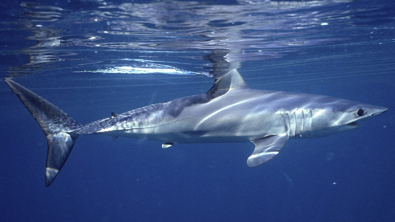 Καρχαρίας σε ενυδρείο στη Μασαχουσέτη, ΗΠΑ