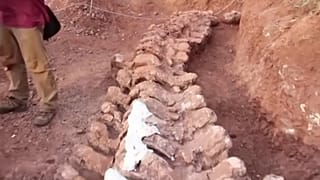 Restos del titanosaurio hallados en la Patagonia argentina