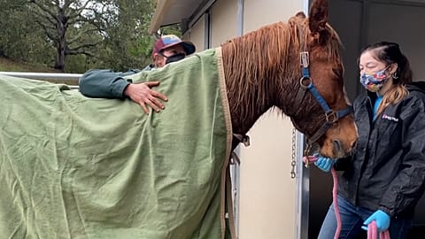Horse brought back to facility for care