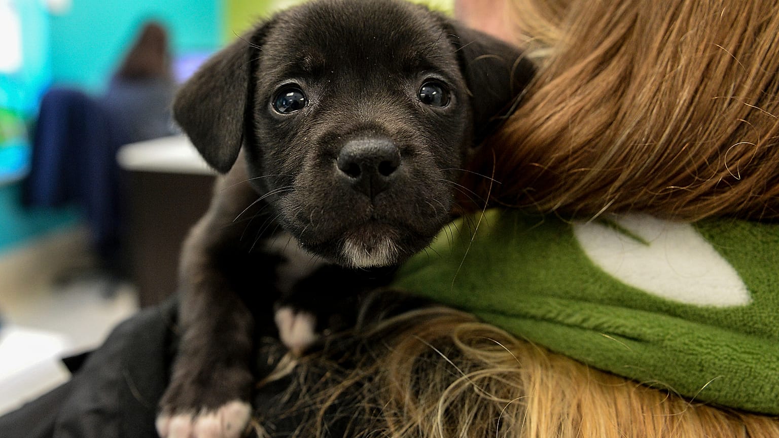 Sahiplenilen yavru köpek