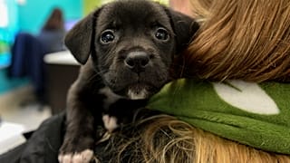 Sahiplenilen yavru köpek