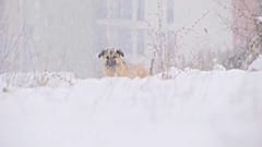 Kosovarischer Straßenhund