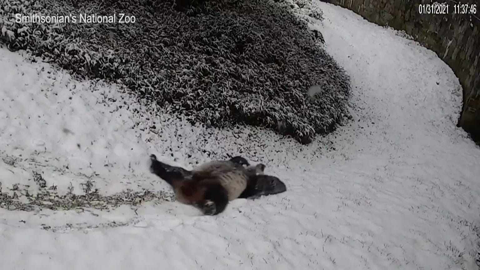 Panda do zoo Smithsonian brinca na neve