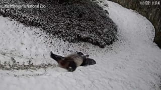 Panda do zoo Smithsonian brinca na neve