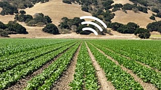 Plants could be used to detect pollution, oncoming droughts, and explosive materials.