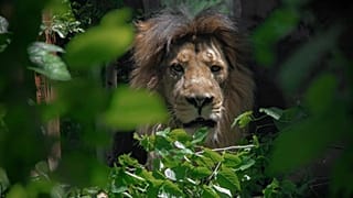 هیرمان، شیر ایرانی