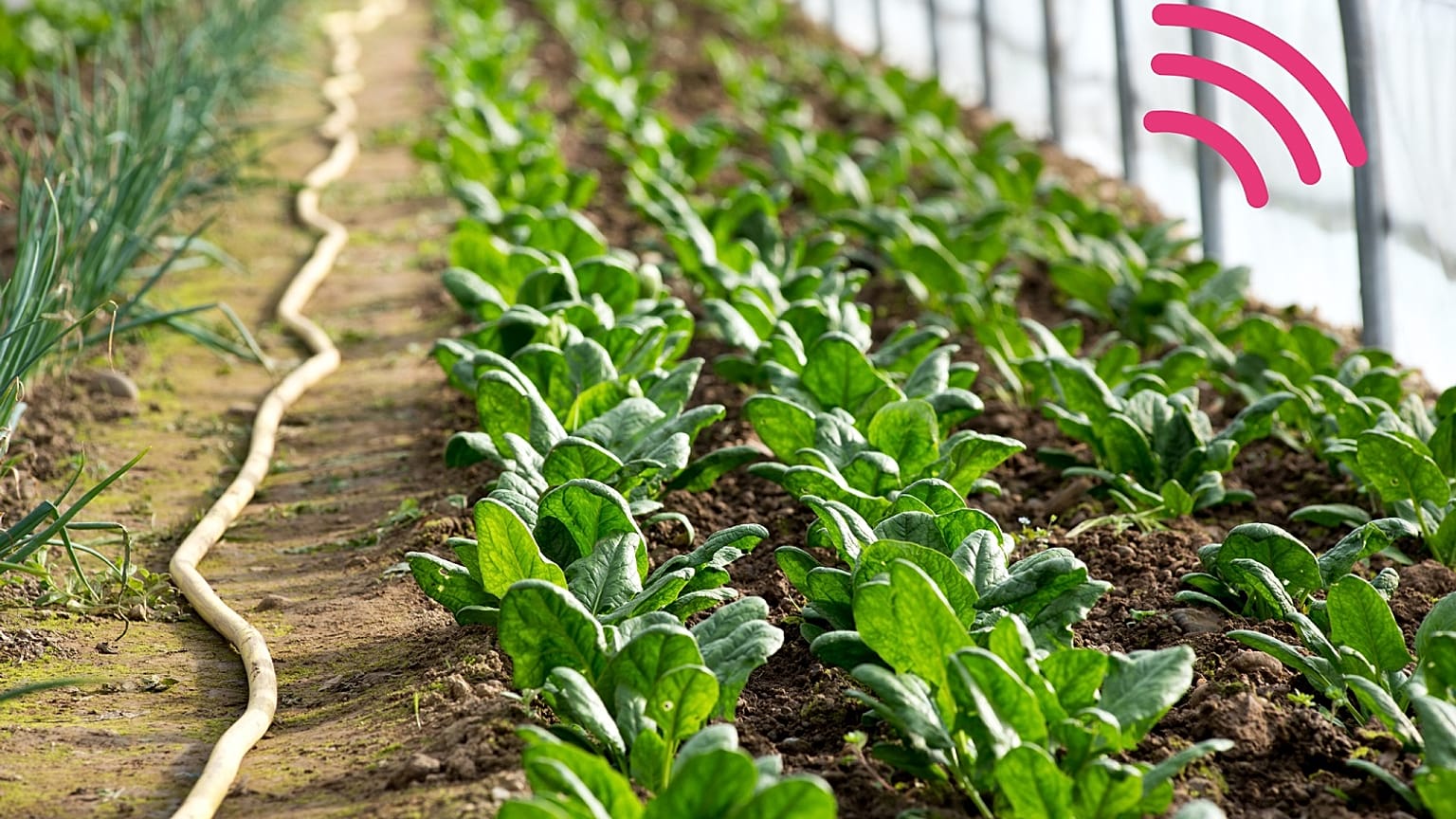Le piante potrebbero essere utilizzate per rilevare inquinamento e siccità in arrivo