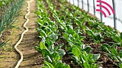 Les plantes pourraient être utilisées pour détecter la pollution, les sécheresses à venir et les matières explosives. 