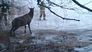 Polonia: i pompieri salvano i cervi sul lago ghiacciato