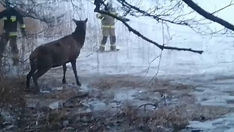 Польские пожарные спасли провалившихся под лед оленей