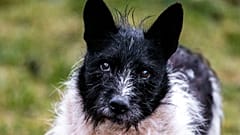 "Haben Sie Platz für einen kleinen Hund?"- Pizzeria wirbt für Tierheim