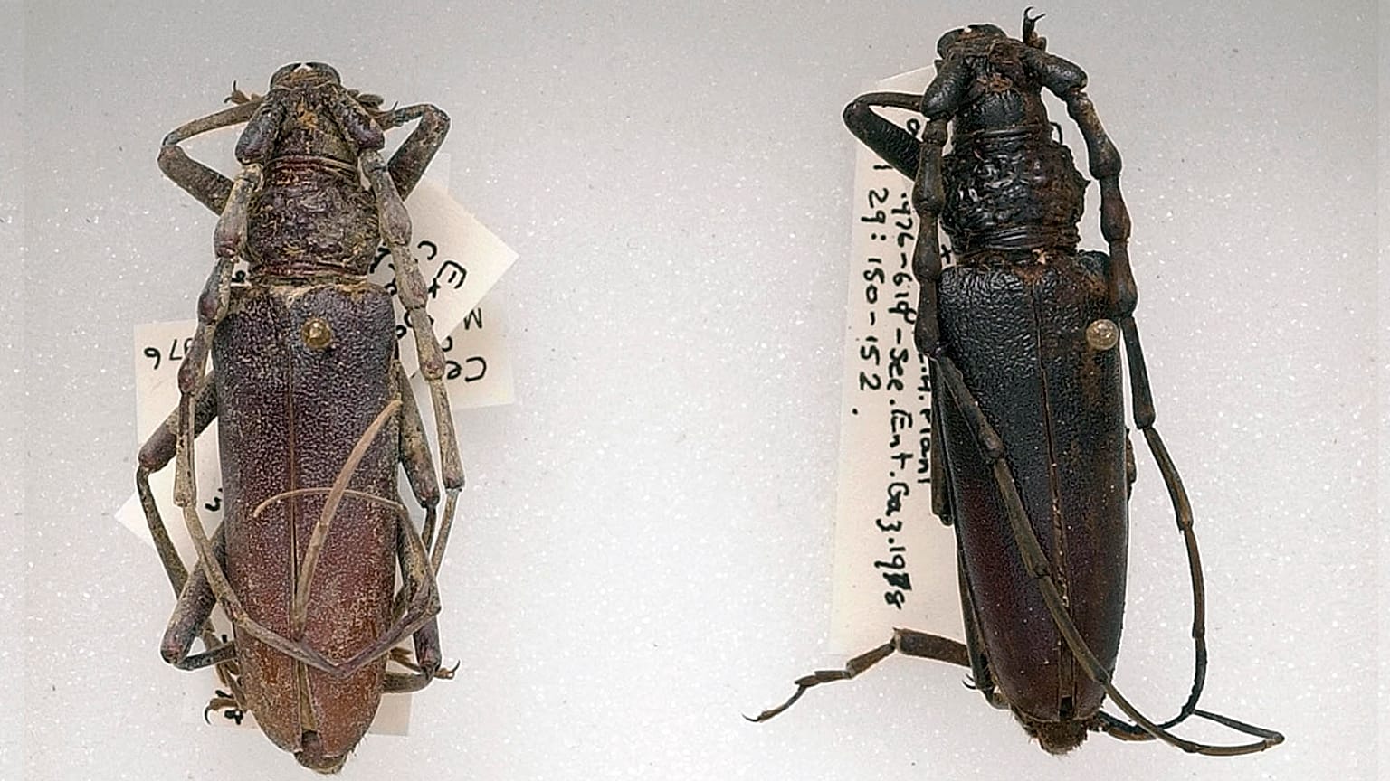 These beetles were found preserved in wood in East Anglia, and date back to even before the Romans.