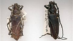 These beetles were found preserved in wood in East Anglia, and date back to even before the Romans.