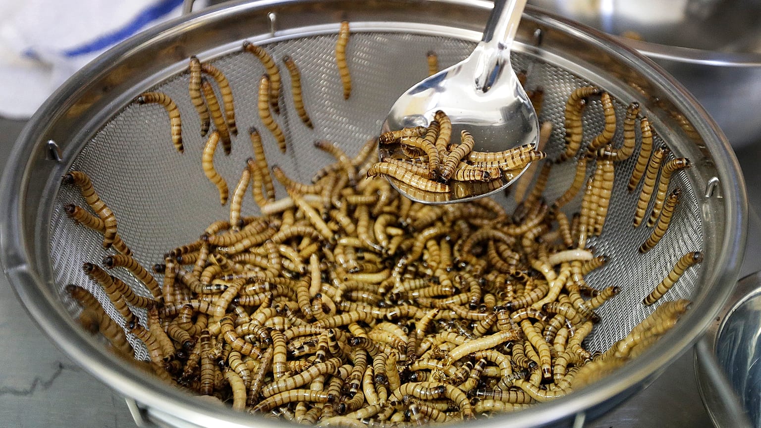 mealworms