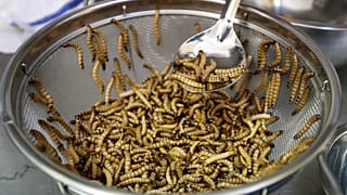 mealworms