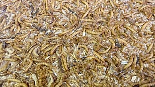 Insectos comestibles
