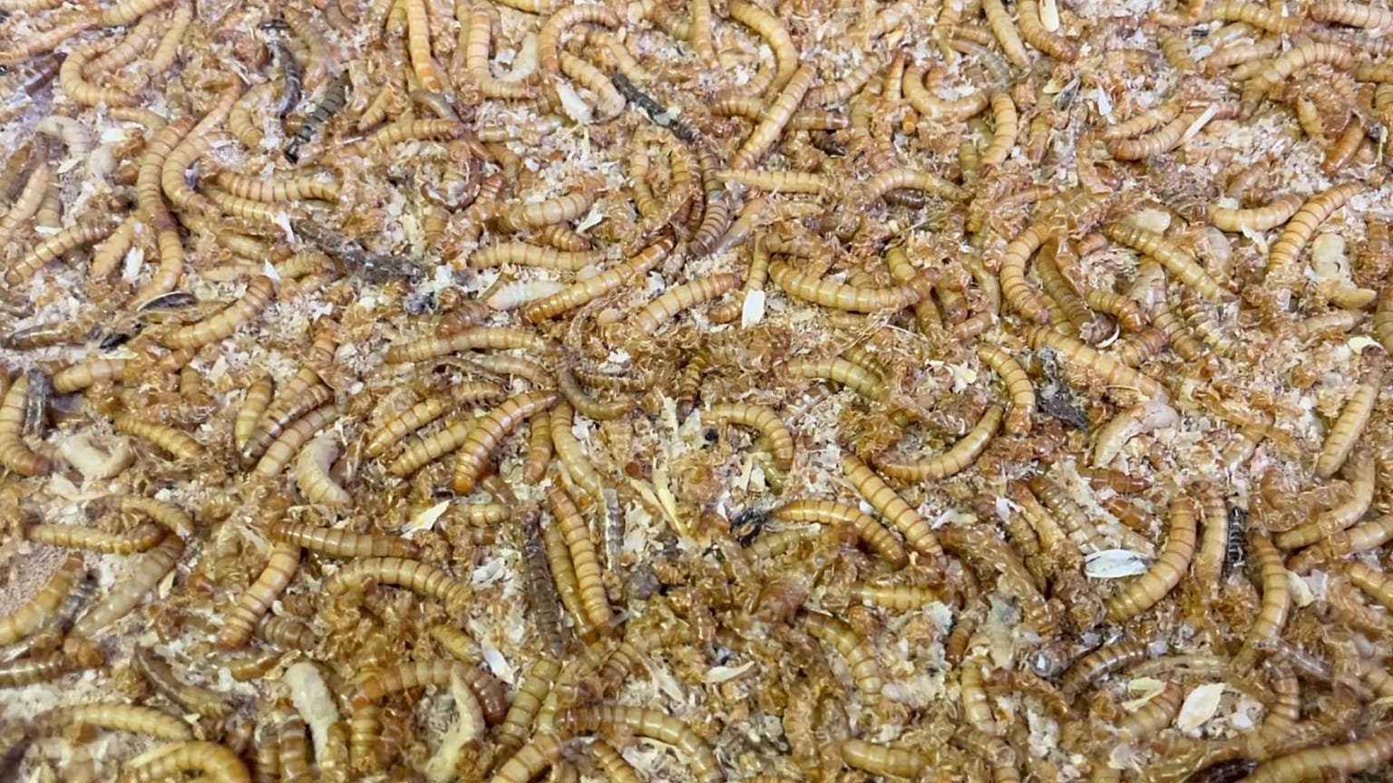 Mealworm