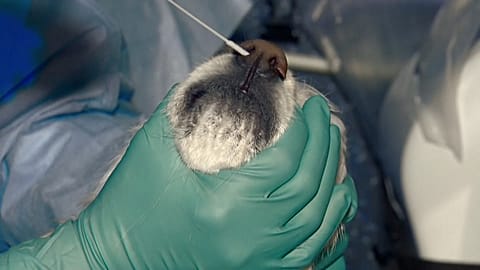 Vet takes a sample from the nose