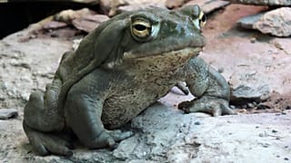 Sonoran Desert Toad