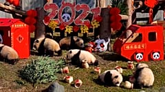Baby pandas help ring in the Chinese New Year