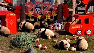 Baby pandas help ring in the Chinese New Year