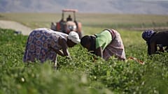 Boomende Landwirtschaft in Angola: Das Obst und Gemüse macht Lust auf mehr