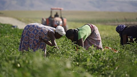 How one farm in Angola was successfully created during the COVID-19 pandemic