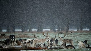 Иллюстративное фото