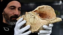Un membre de l'équipe du musée d'histoire naturelle de Toulouse, manipulant un conque, l'un des plus vieux instruments de musique du monde, le 10 février 2020.