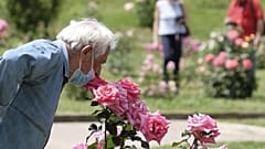 Le plaisir de sentir l'odeur d'une rose, comme ici dans un parc de Rome, en Italie, le 19 mai 2020 