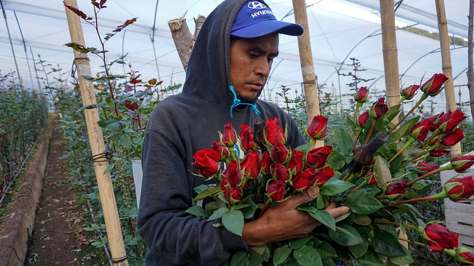 A worker harvests roses ahead of Valentine's Day in Guatemala