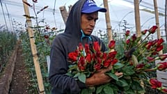 A worker harvests roses ahead of Valentine's Day in Guatemala