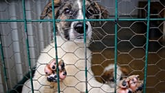 Temsili köpek fotoğrafı