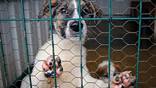 Temsili köpek fotoğrafı