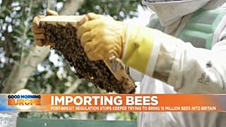 Bee keeer inspecting his hive in Kent, UK