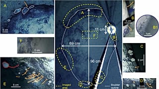 Dimensions and close-ups of the boulder, highlighting where life is clearly visible 