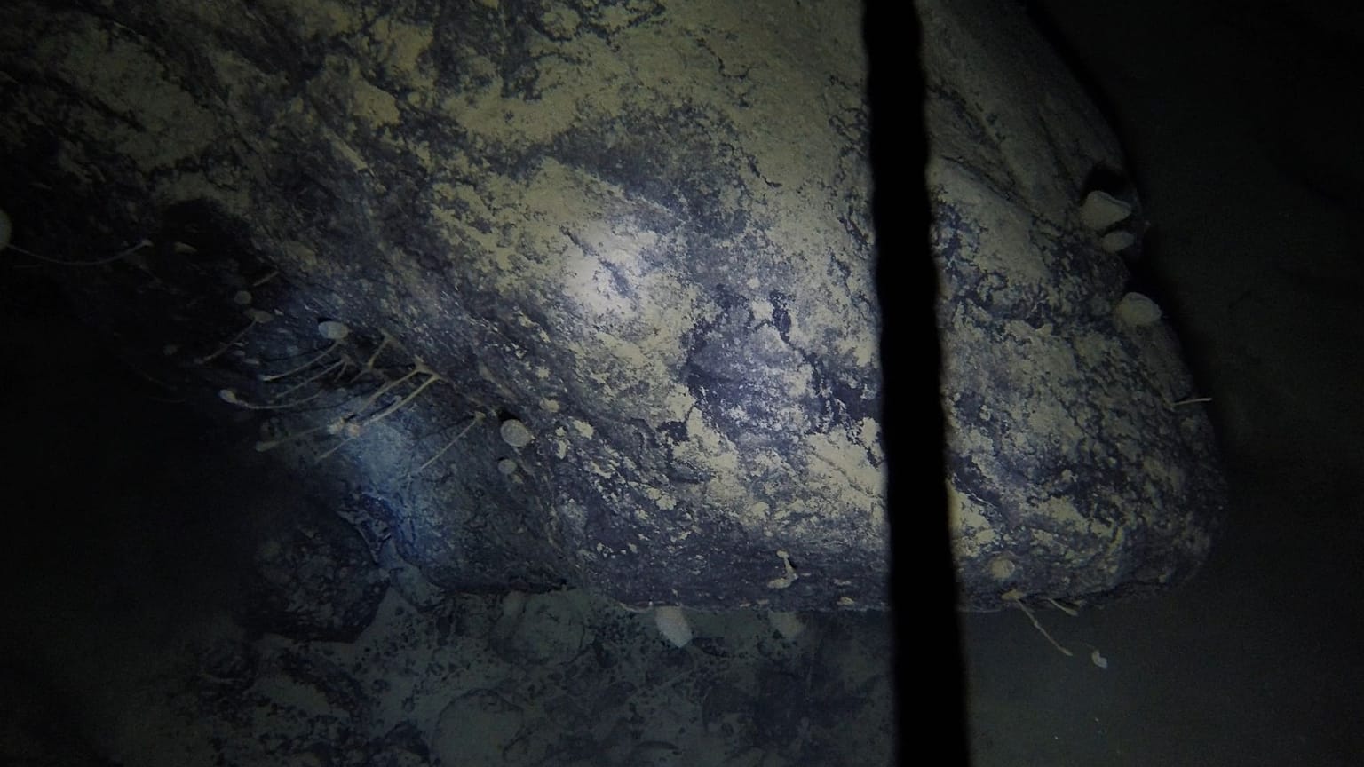 The team drilled through hundreds of metres of Antarctic ice to find creatures living in complete darkness.