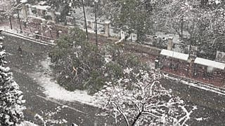 Πτώση δέντρου στη Λεωφόρο Βασιλίσσης Σοφίας 