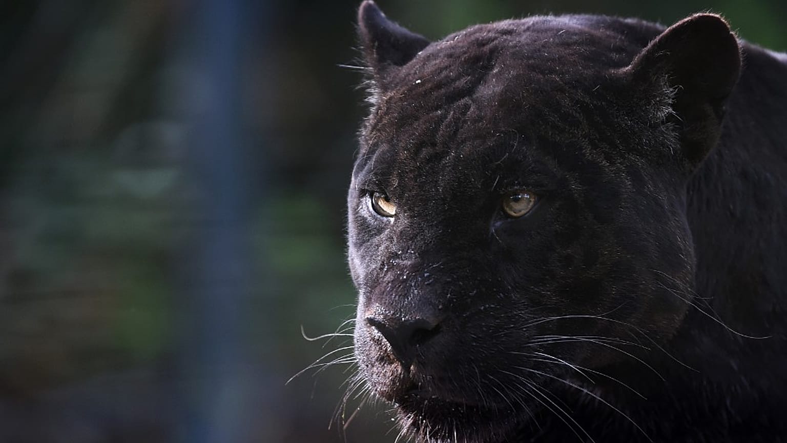 Black panthers are usually found wild in Africa, Asia, or the Americas.