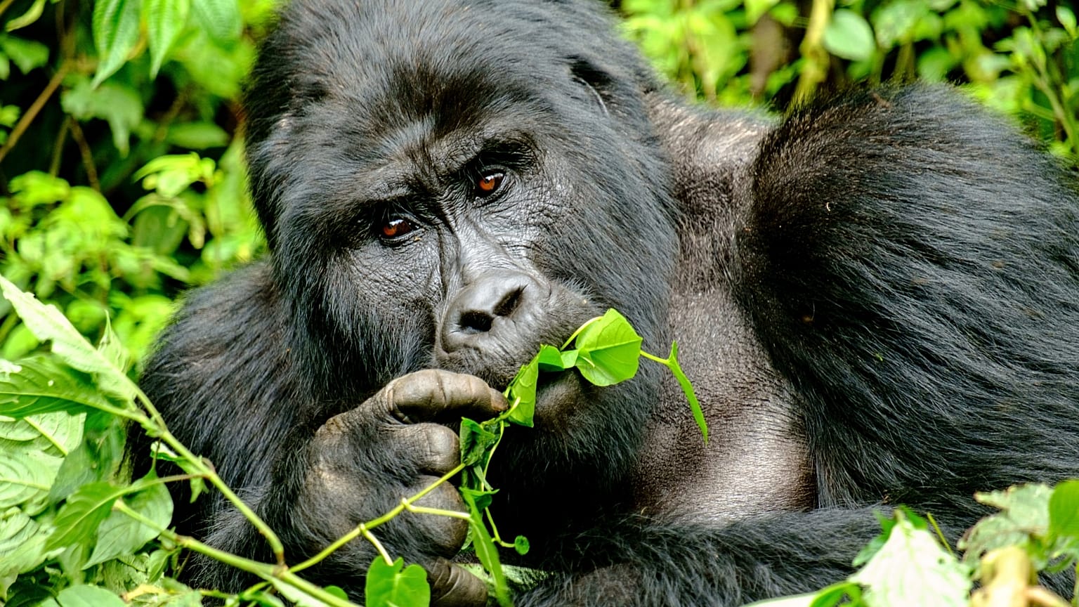 If we're taking photos with or of gorillas, we should be at least seven metres apart.