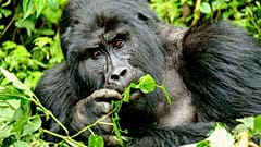 If we're taking photos with or of gorillas, we should be at least seven metres apart.