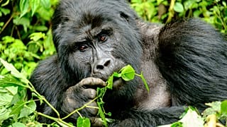 If we're taking photos with or of gorillas, we should be at least seven metres apart.
