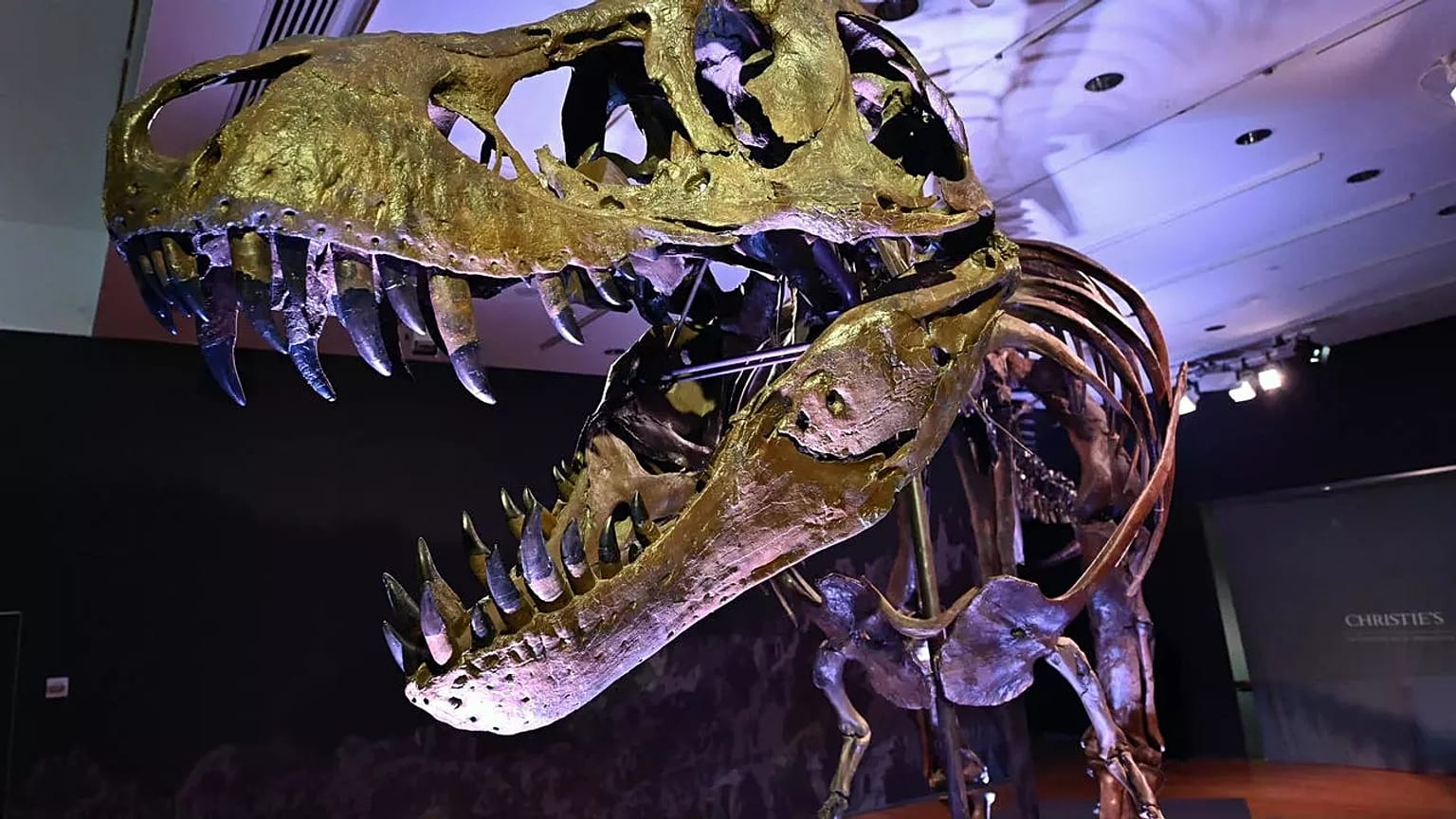 Dinozor